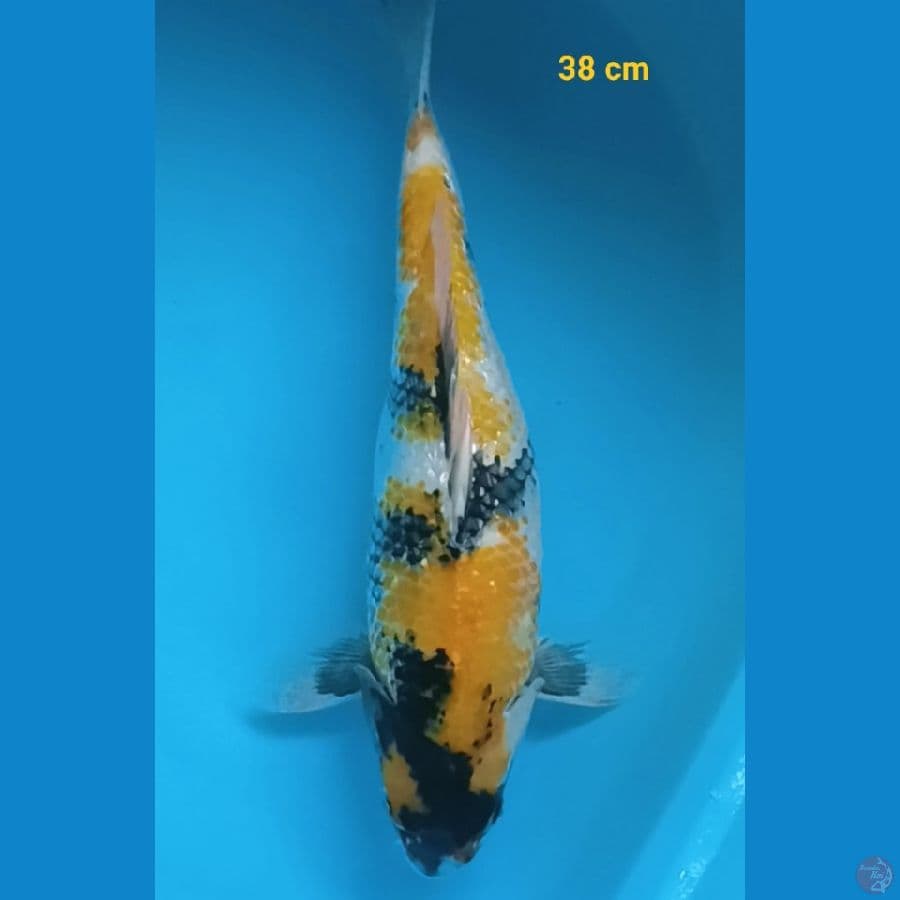 KI SHOWA GINRIN 38 CM