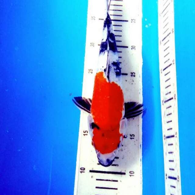 Kindai showa 32cm