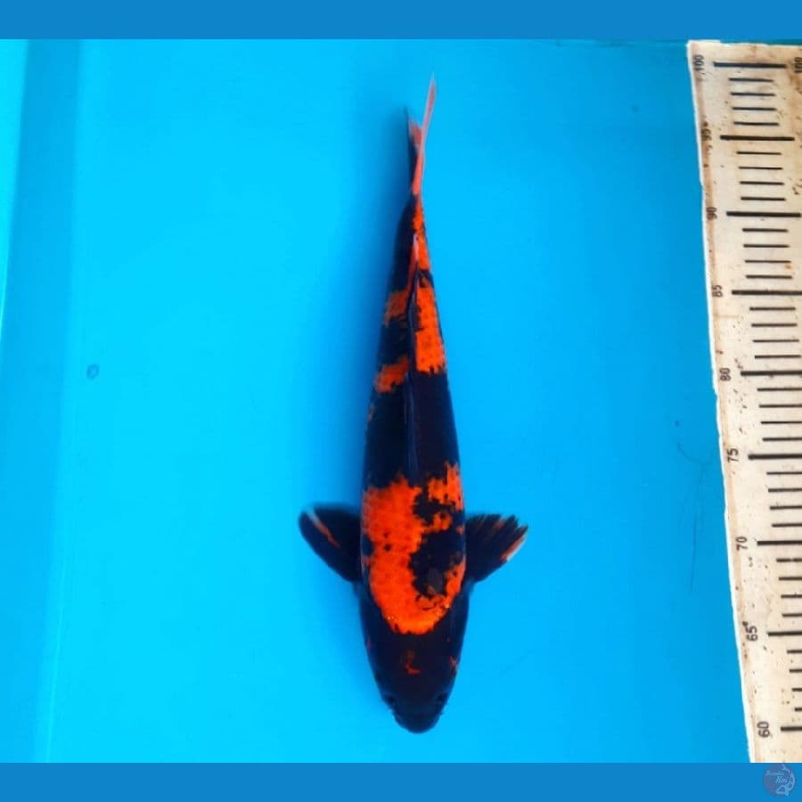 Hi utsuri 35cm male