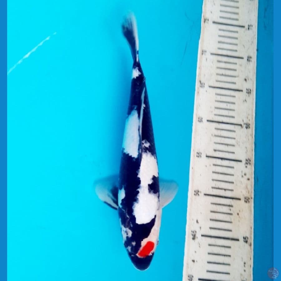 Tancho showa 30cm male