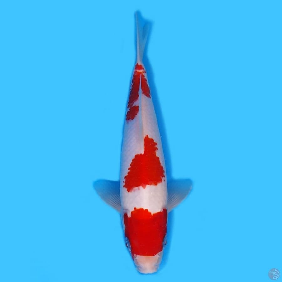 kohaku 24cm Ori strong