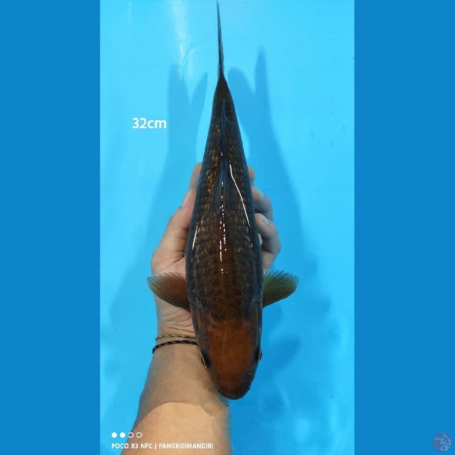 Chagoi Ginrin - 32cm
