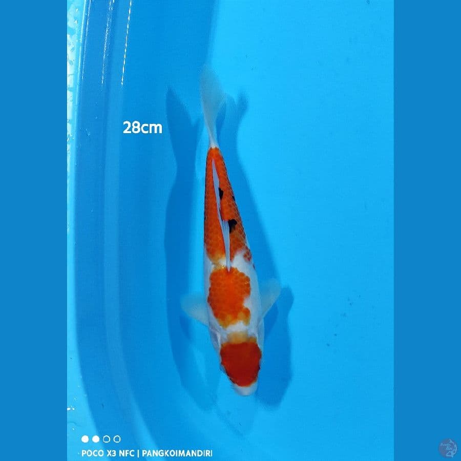 Sanke - 28cm