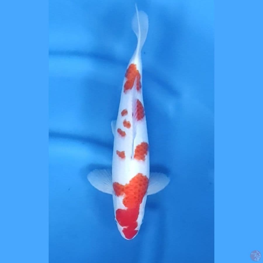 36CM # KOHAKU SAKURA MALE