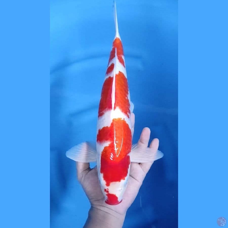 39CM # KOHAKU MALE