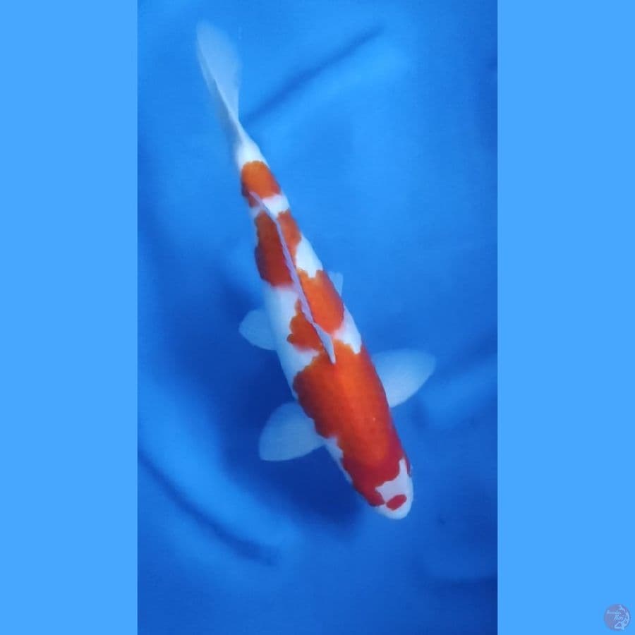 38CM # KOHAKU HALUS MALE