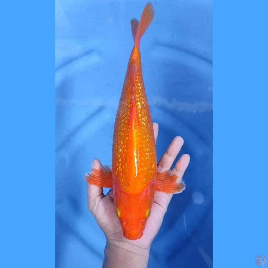 36CM # GINRIN AKA HAJIRO TEMBUS
