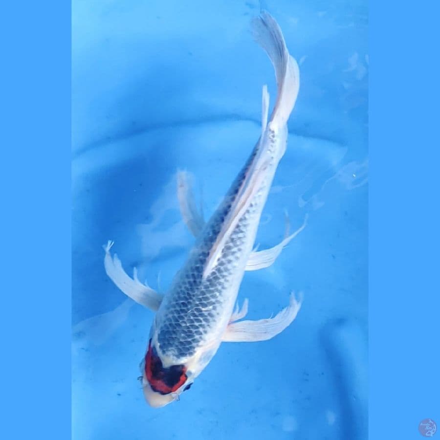 33CM # KUMPAY TANCHO LOVE GOSHIKI MALE