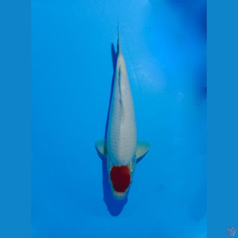 tancho kohaku 37cm