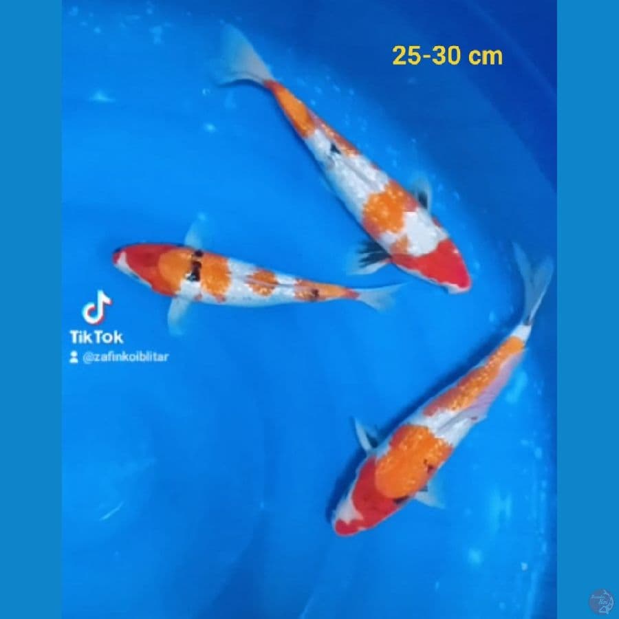 showa ginrin jantan 25-30 cm