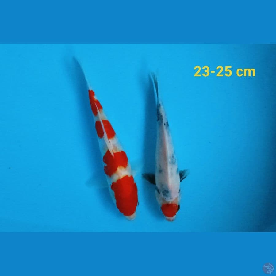 mixs 2 ekor 23-25 cm