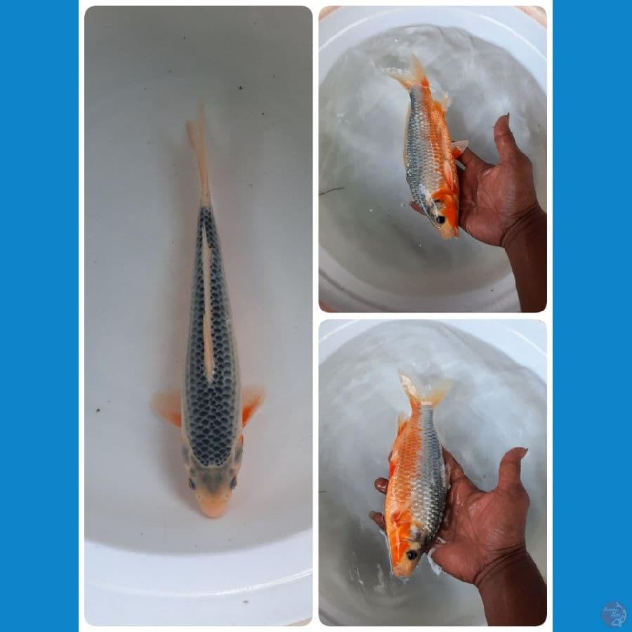 asagi 25cm