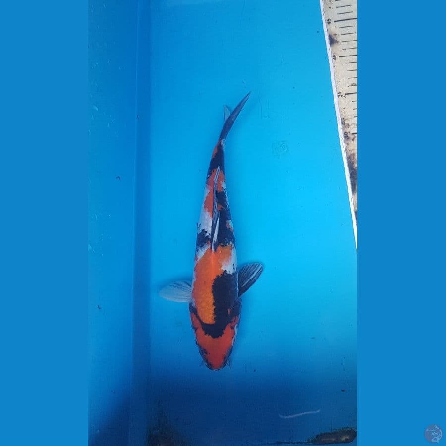 Showa 28cm