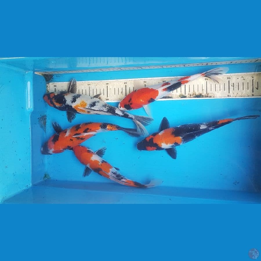paket 5ekor 27-30cm