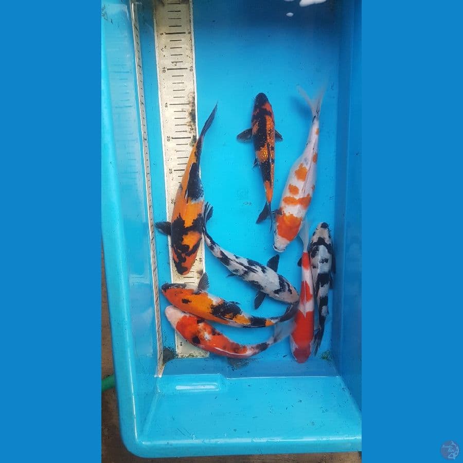 paket 8ekor 21-29cm