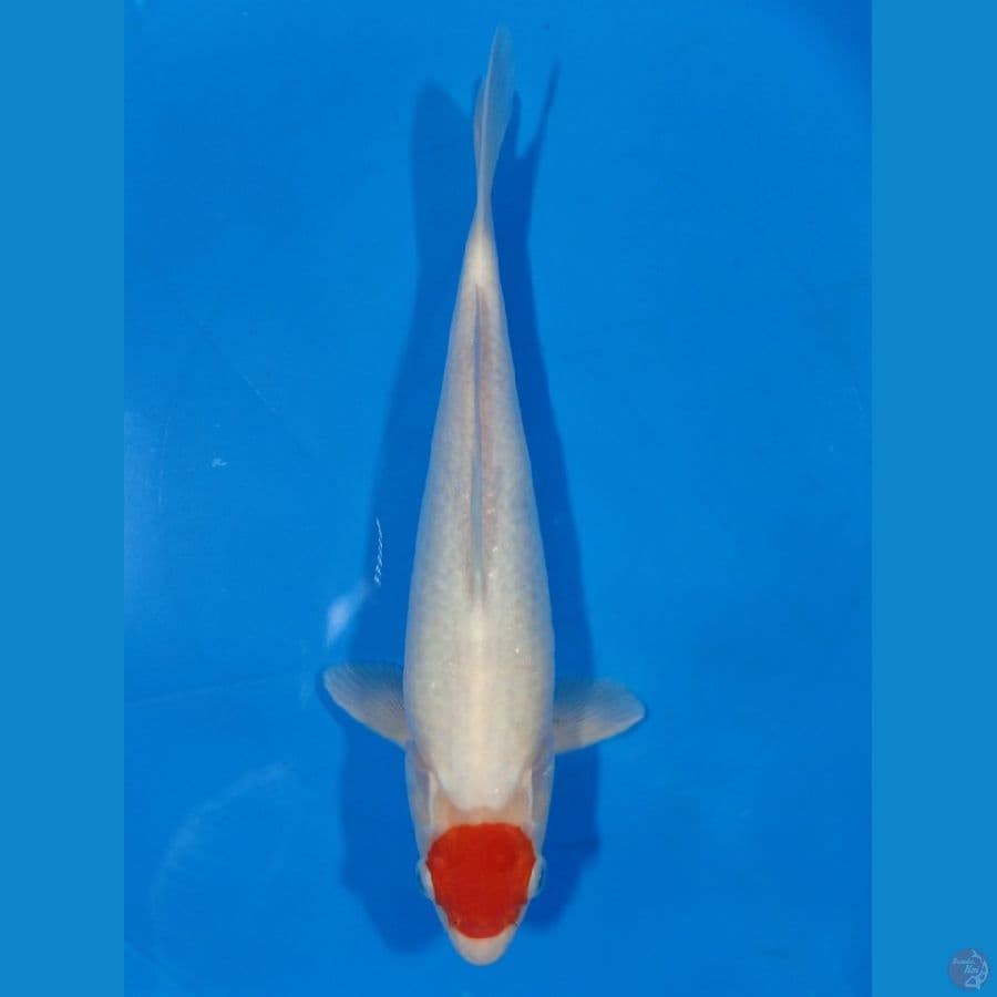 Tancho kohaku 23CM