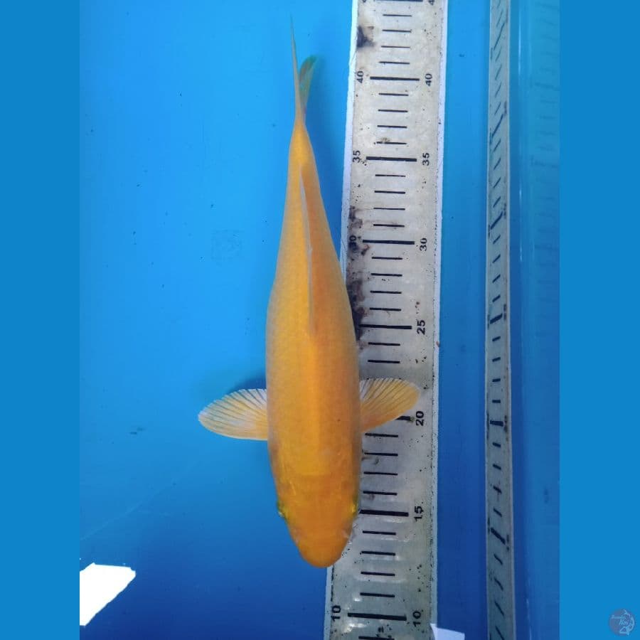 karasi lemon 28cm