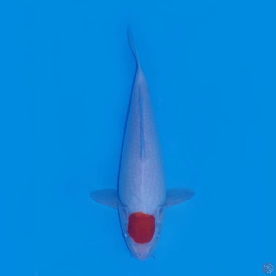 35cm - Tancho Kohaku Ori