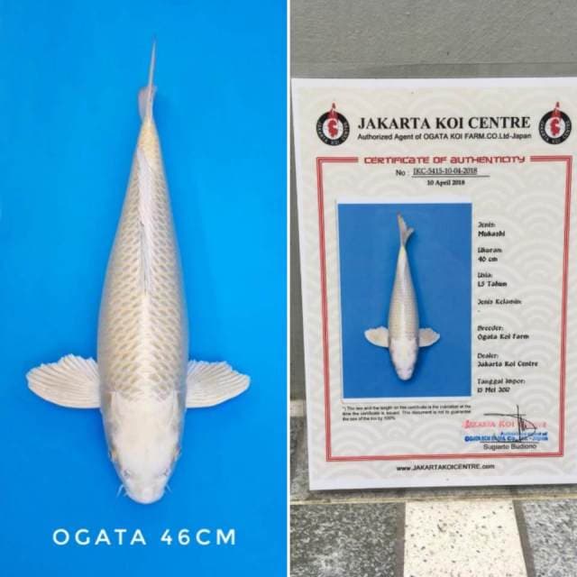 Mukashi import sertifikat