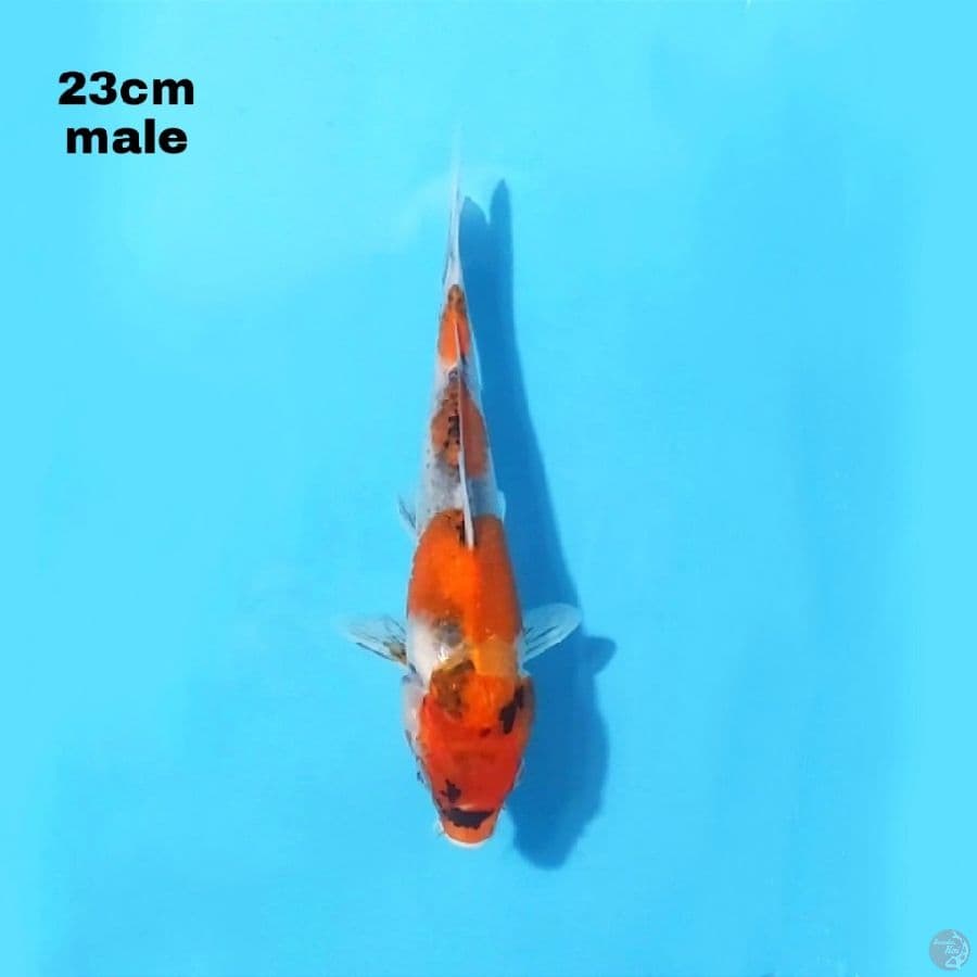 SHOWA SANSHOKU 23CM MALE