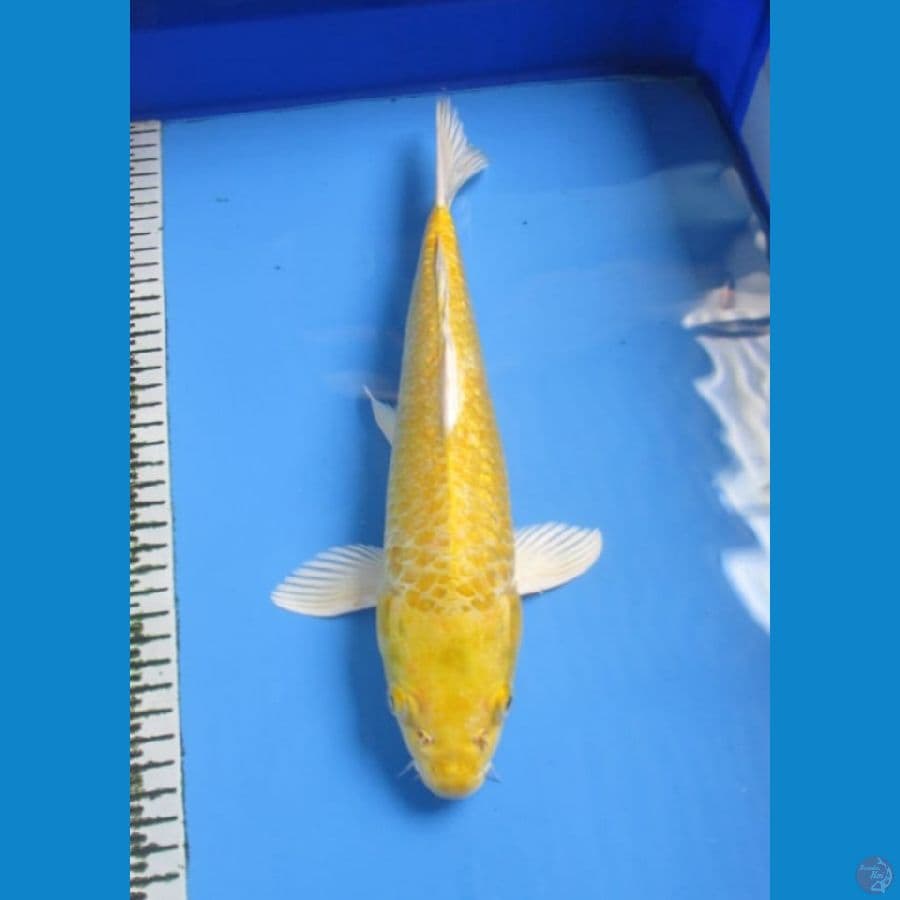Yamabuki Ogon Gindrin 35 Cm