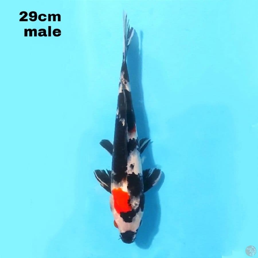 MARUTEN SHOWA 29CM MALE