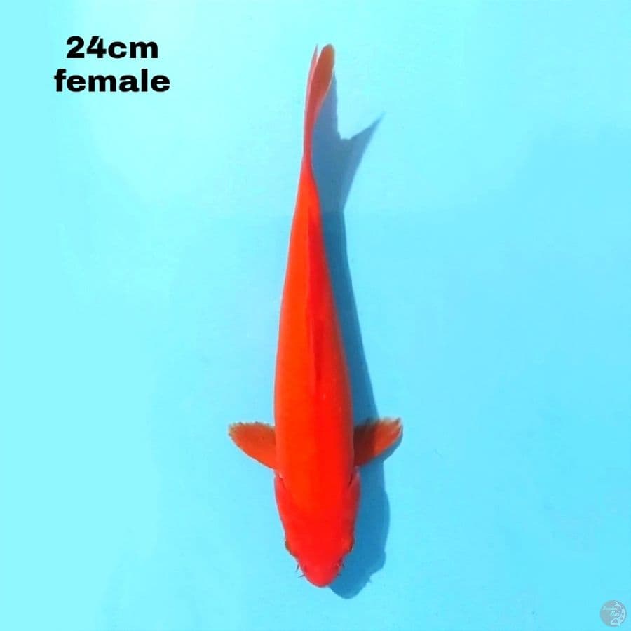 AKA HAJIRO 24CM FEMALE
