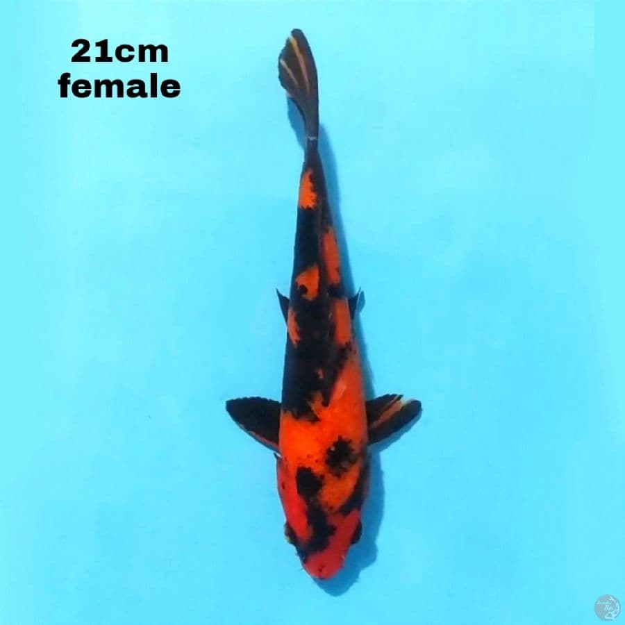 HI UTSURI 21 CM FEMALE