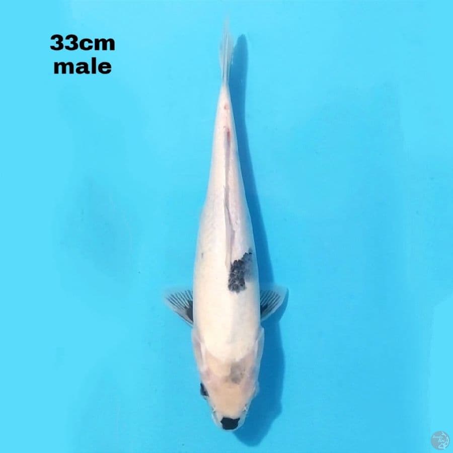 SHIRO UTSURI 33 CM MALE