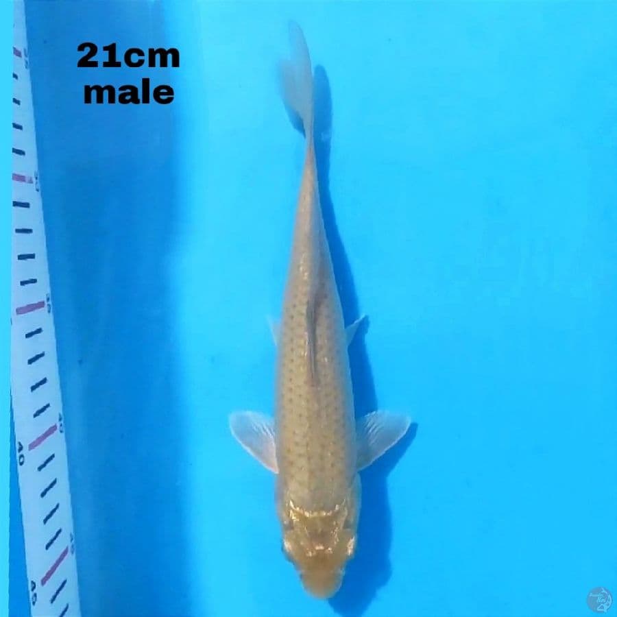 MIDORI 21 CM MALE