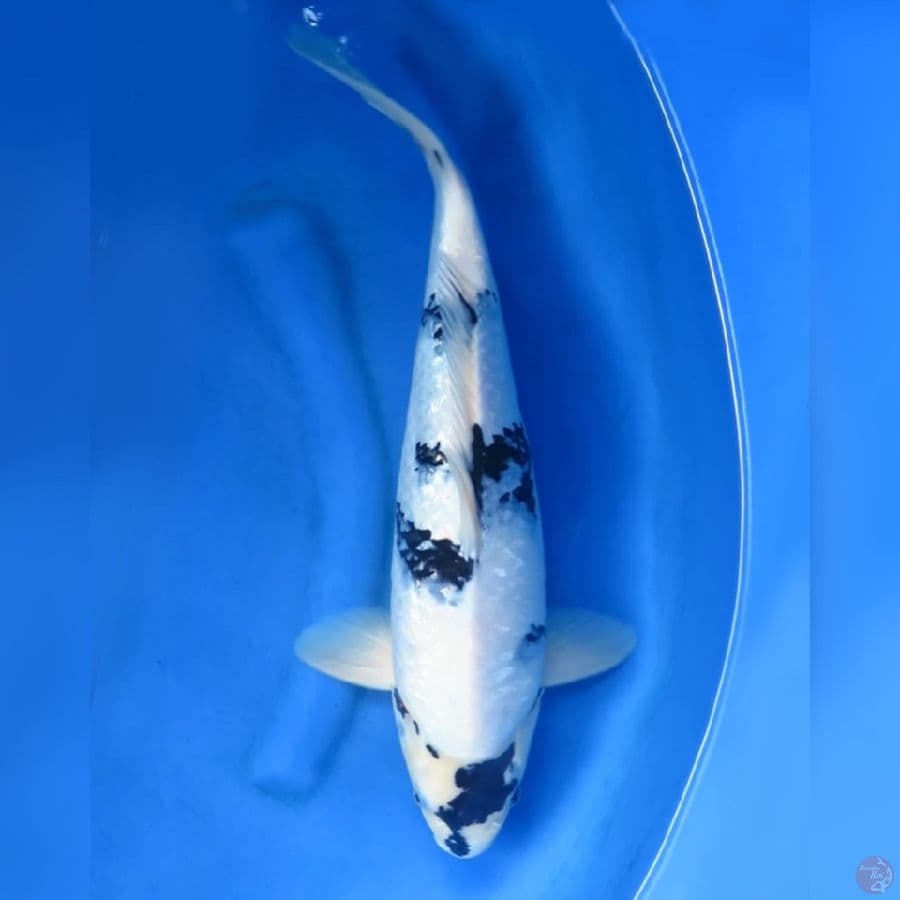 45cm - Shiro Ginrin Tategoi