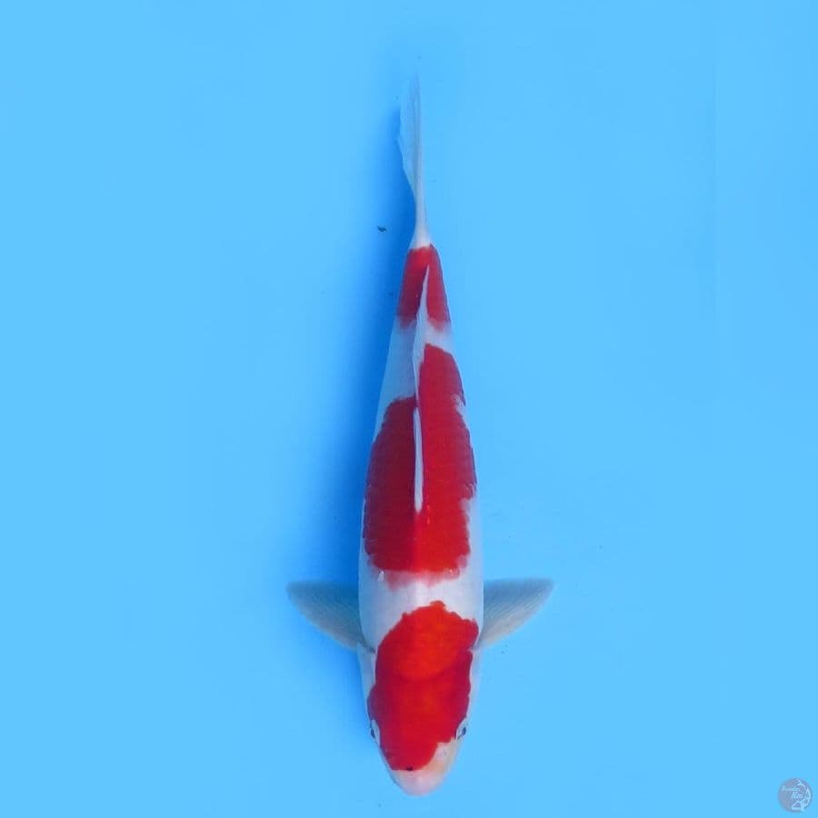 35cm - Red Sandan Kohaku