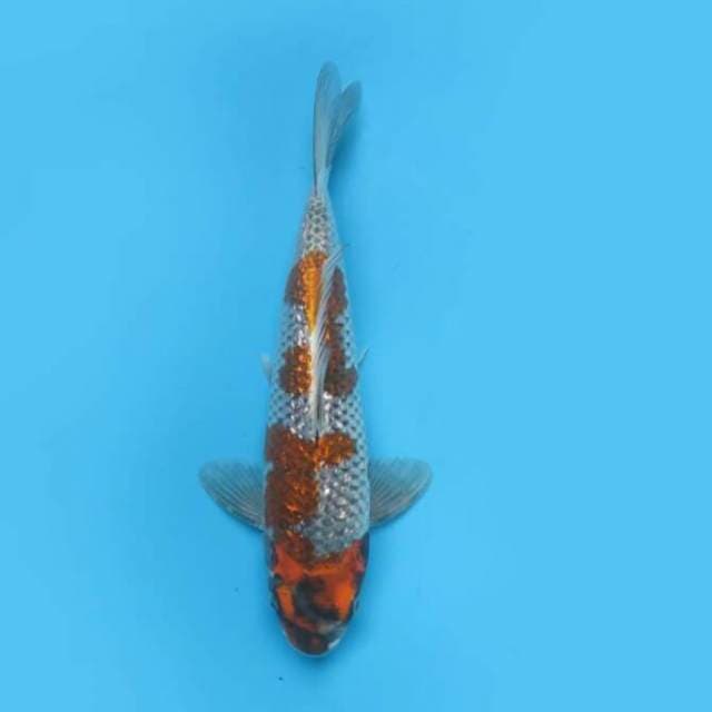 28cm Tosai - Original Ochiba Full Ginrin