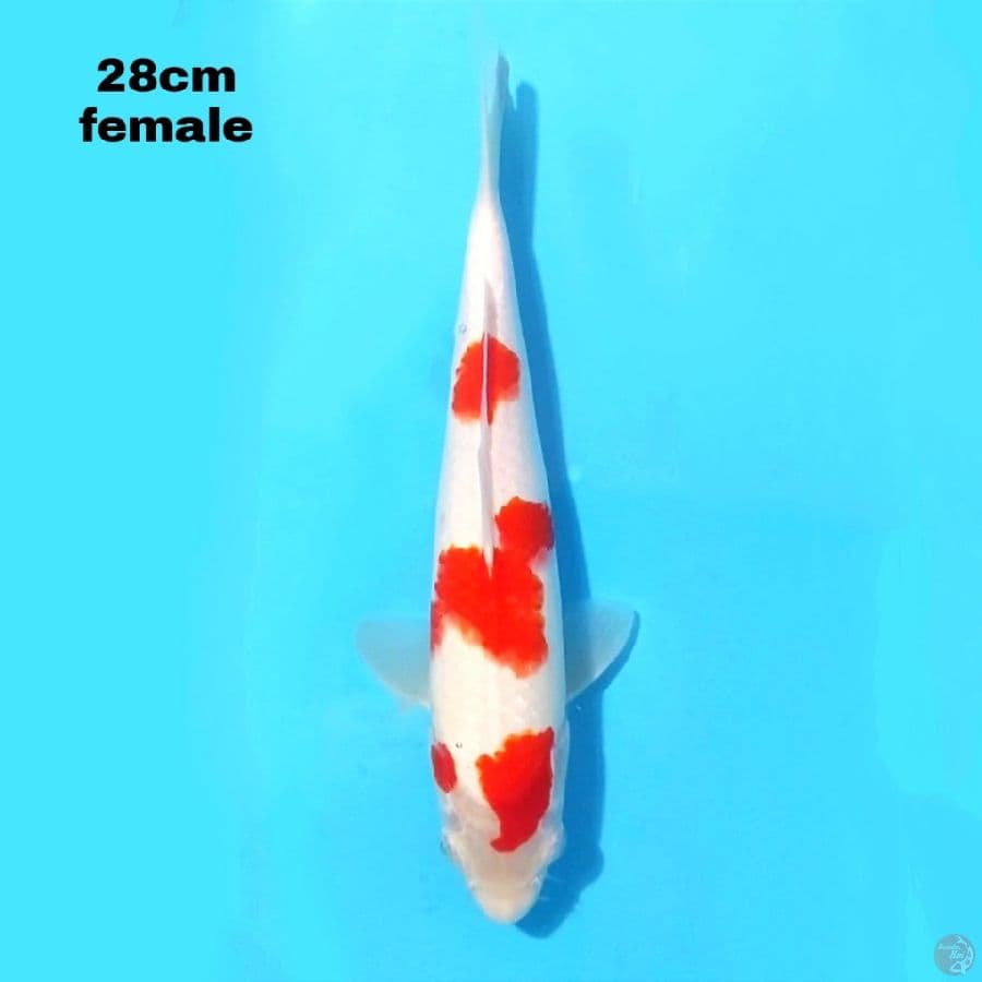 KOHAKU 28 CM FEMALE