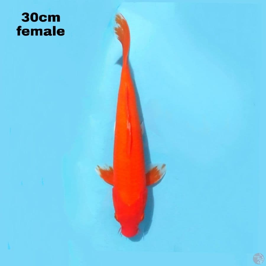 AKA HAJIRO 30 CM FEMALE