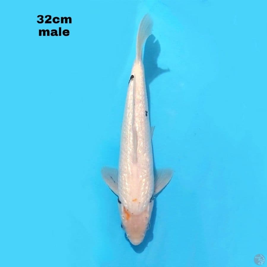 GINRIN SHIRO 32CM MALE