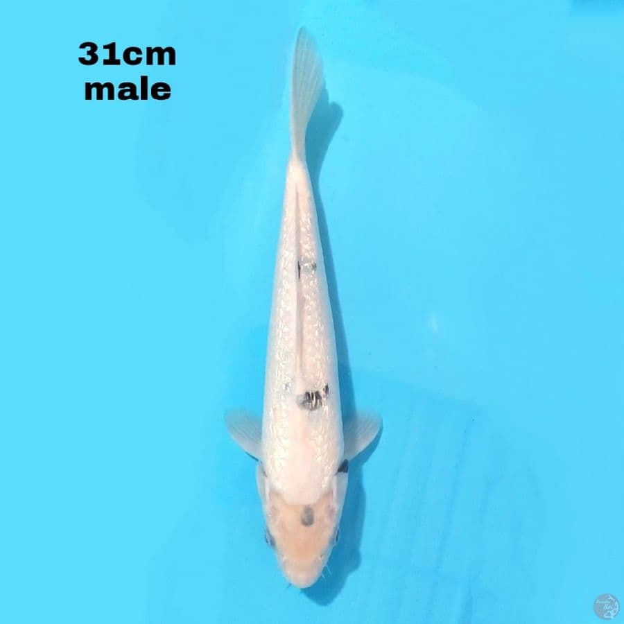 GINRIN SHIRO 31 CM MALE
