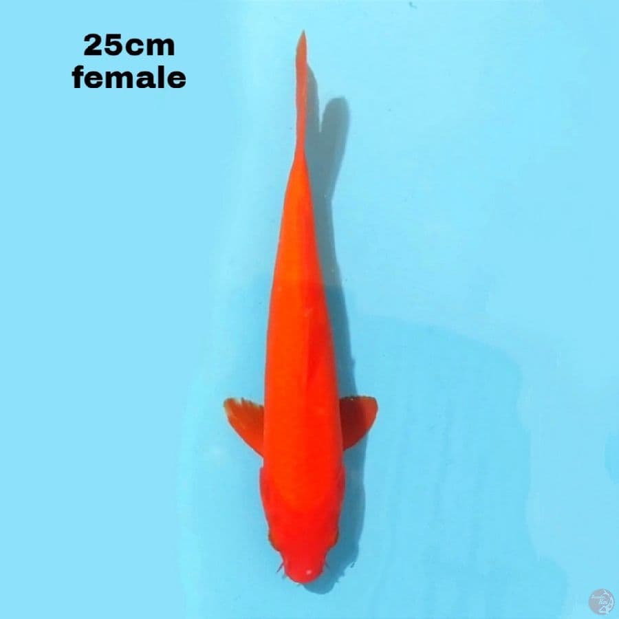 AKA HAJIRO 25 CM FEMALE