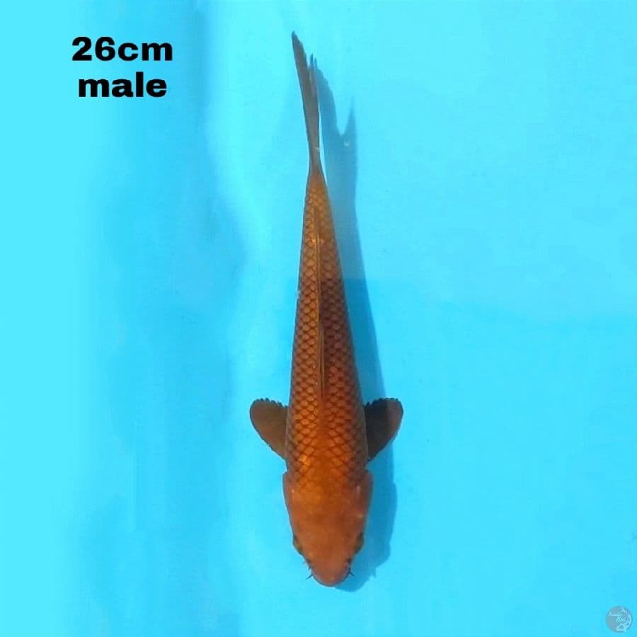 CHAGOI 26CM MALE