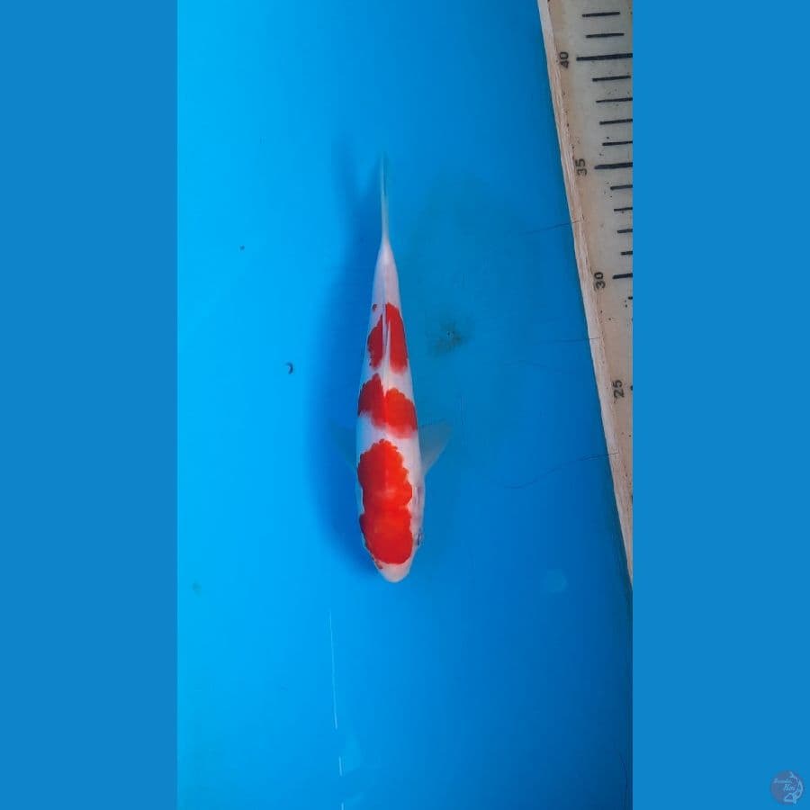 kohaku