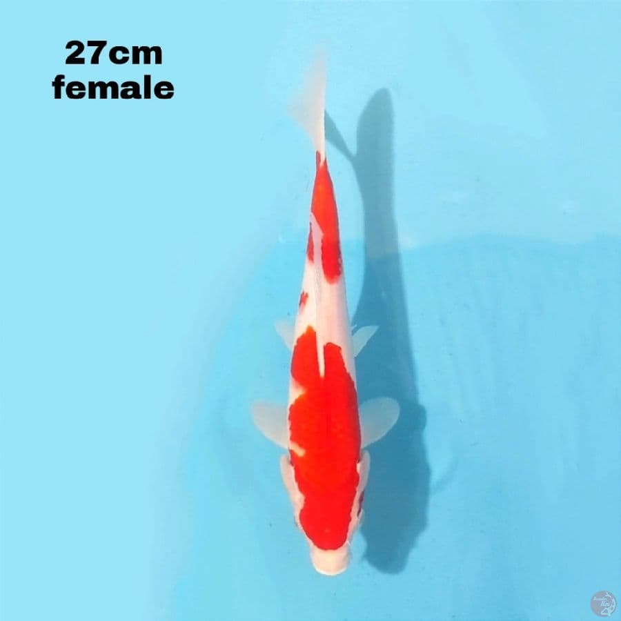 KOHAKU 27 CM FEMALE
