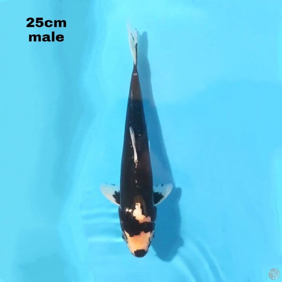 KUMONRYU 25 CM MALE