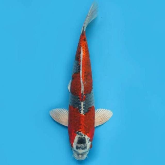35cm Tosai - F1 Red Beni Ginga