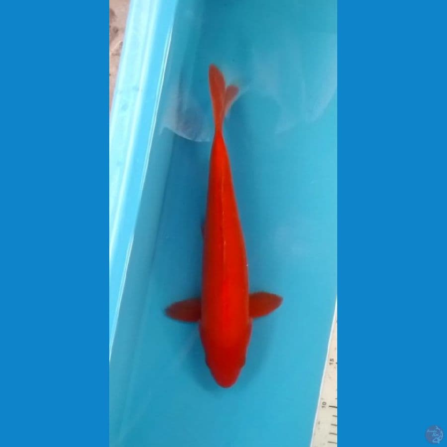 Benigoi Doitsu Tembus Perut 35cm (M)