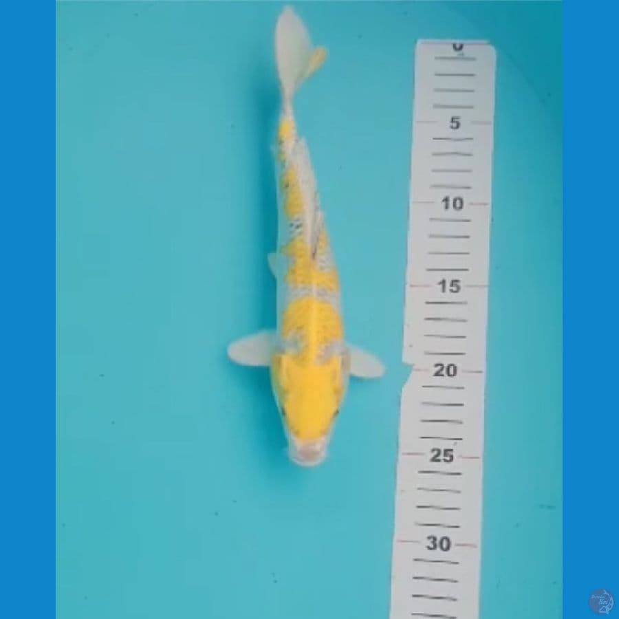 HARIWAKE SQ 25cm