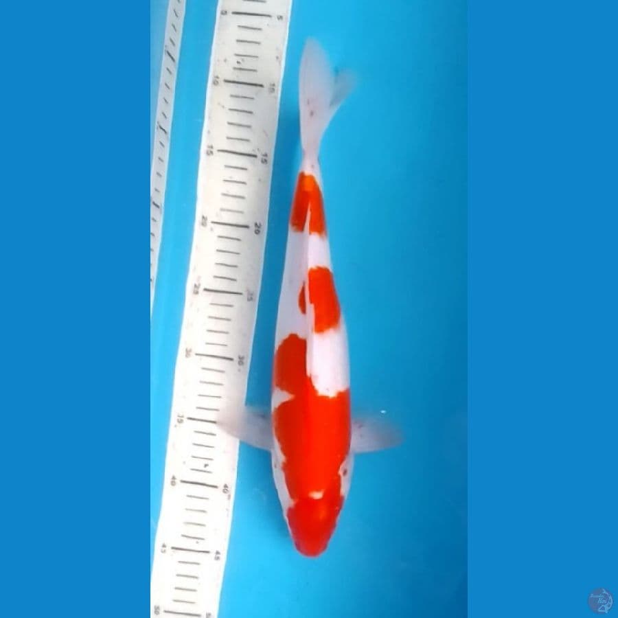 Kohaku 36cm (F)