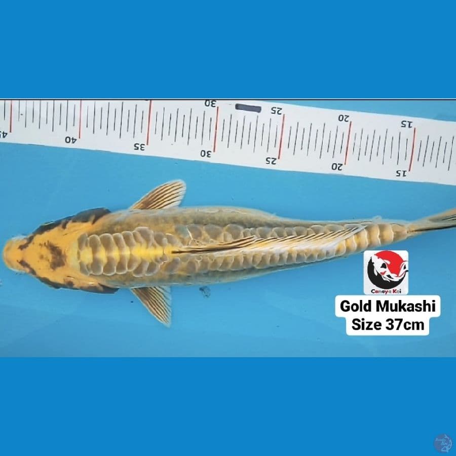 GOLD MUKASHI 37CM --- CANAYA KOI FARM