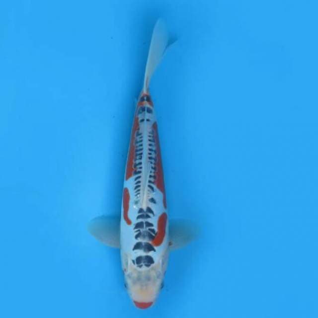30cm Female Tosai - F1 Shusui Hq
