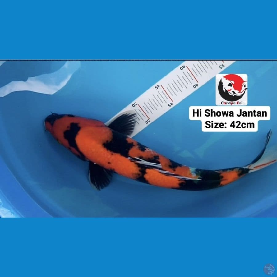 HI SHOWA JANTAN 42CM --- CANAYA KOI FARM