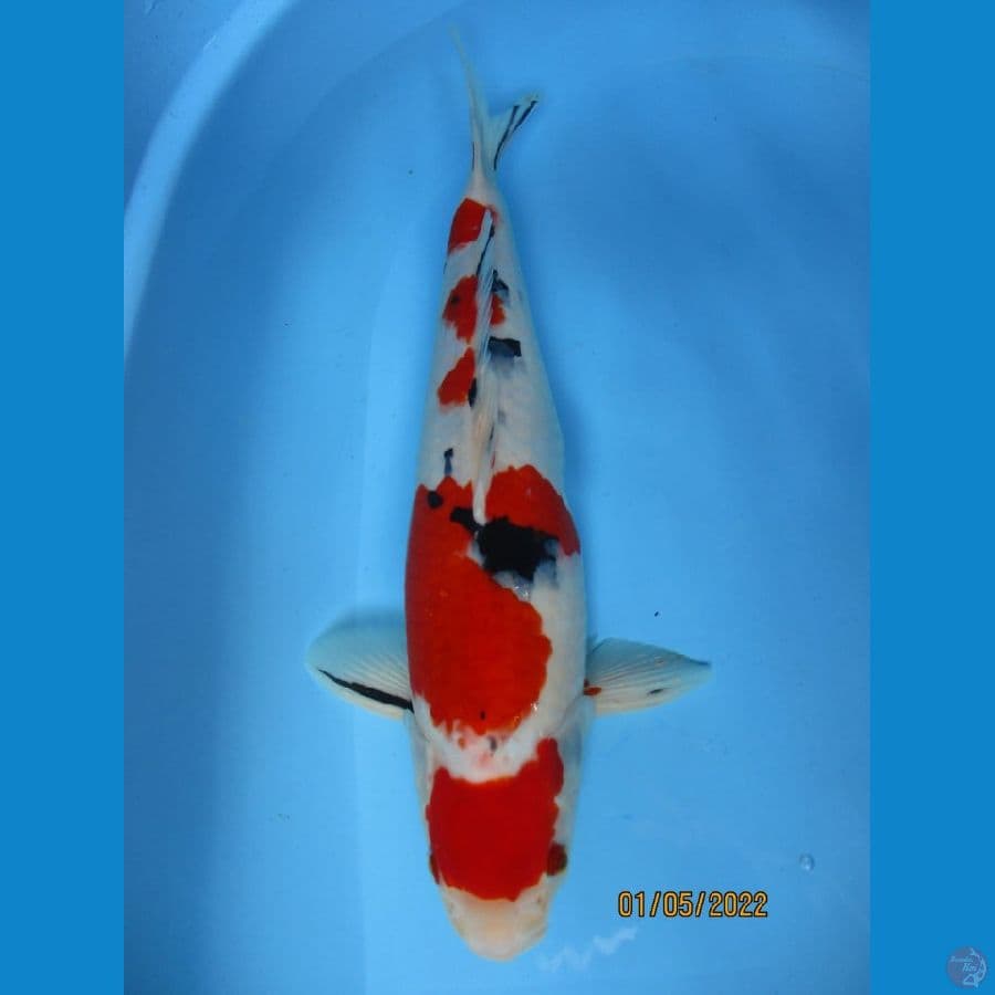 MKC KOI GRUB